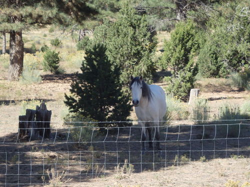 GDMBR: We took a break and Terry petted some horses.